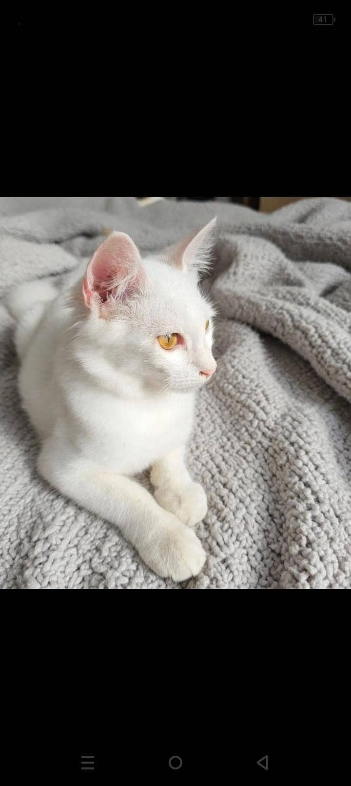 Persian cat 0