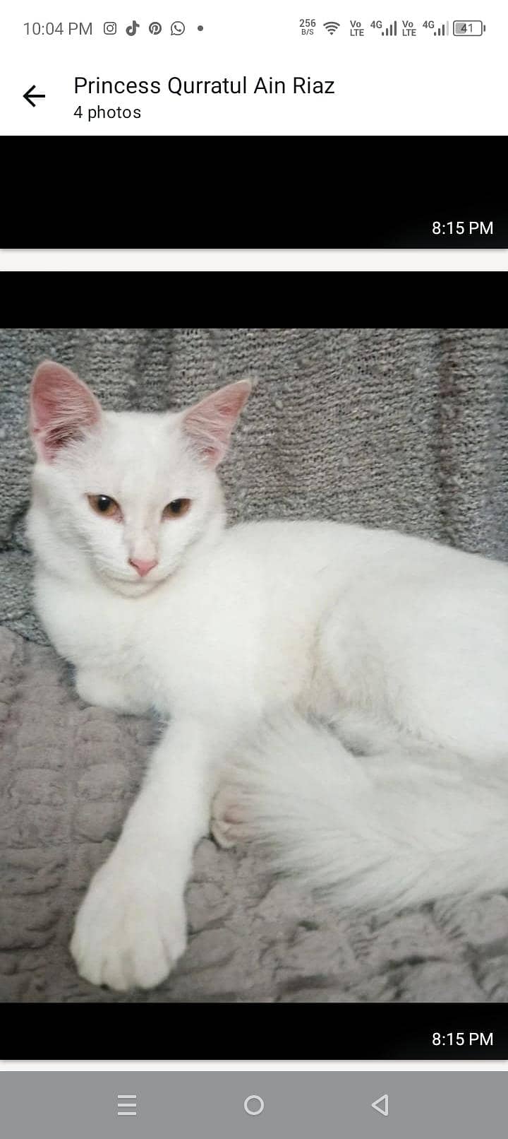Persian cat 1