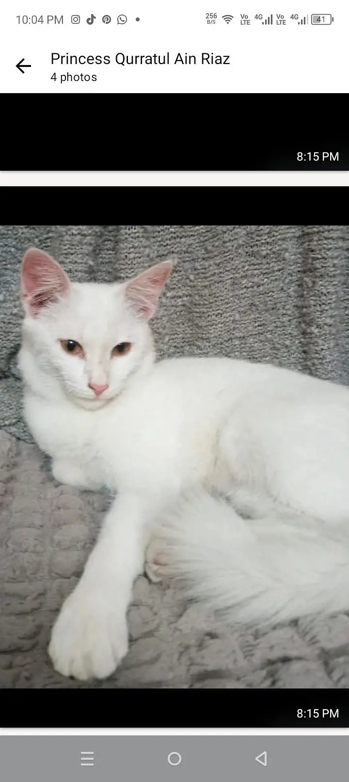 Persian cat — photo 2