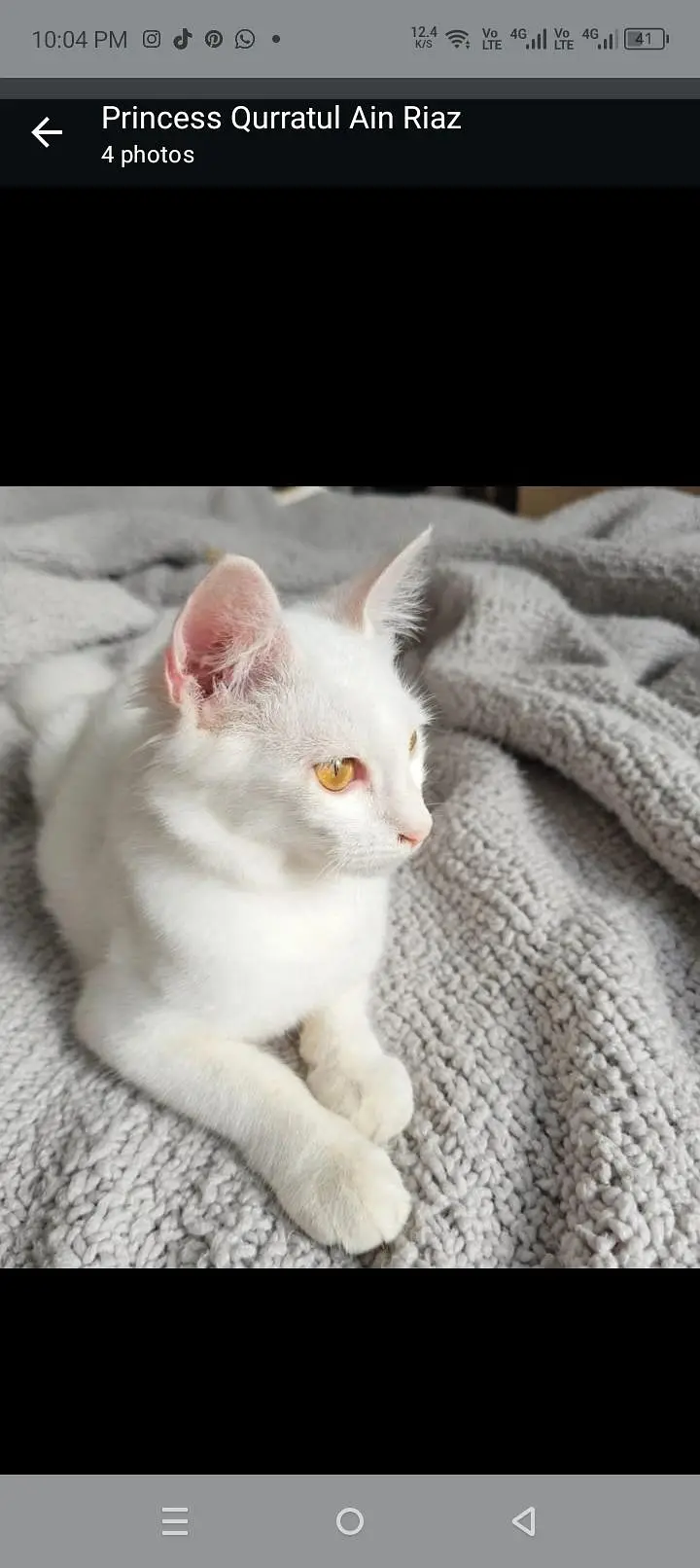 Persian cat — photo 3