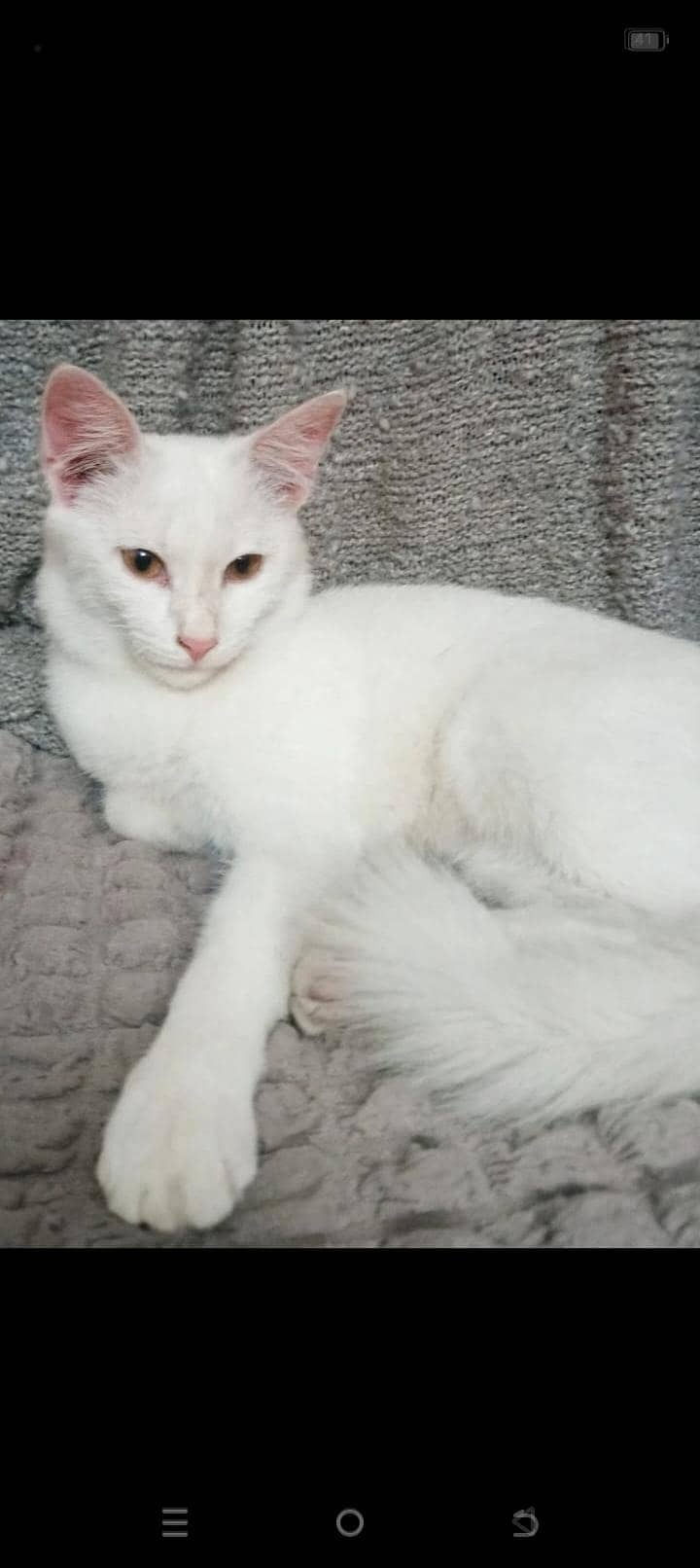 Persian cat 3