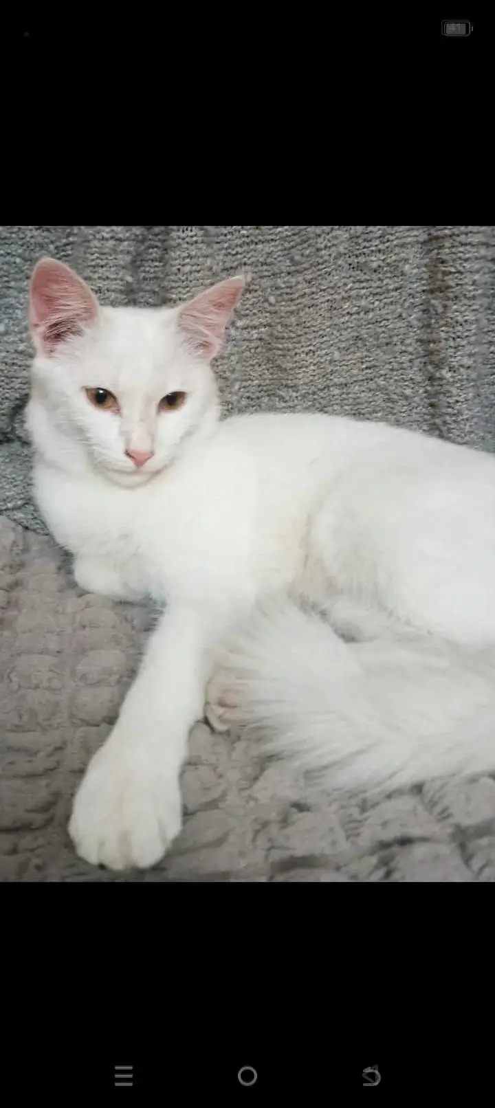 Persian cat — photo 4