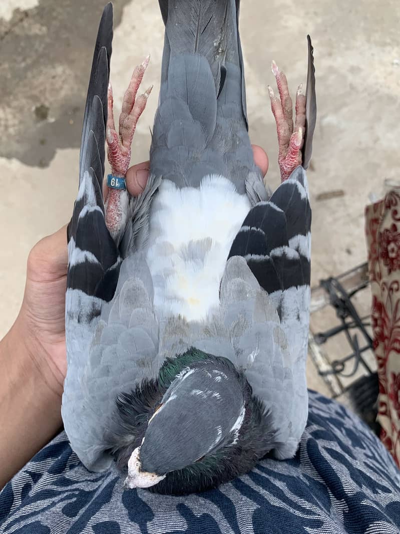 Pigeons 0