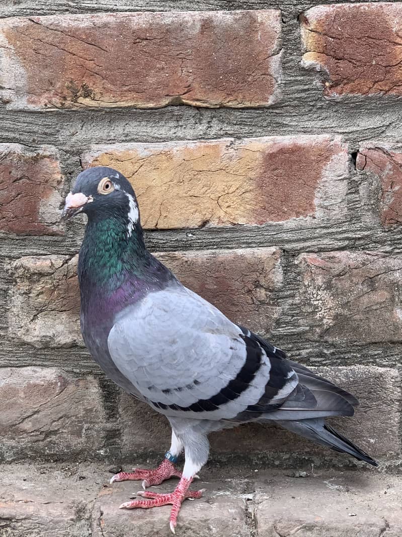 Pigeons 1