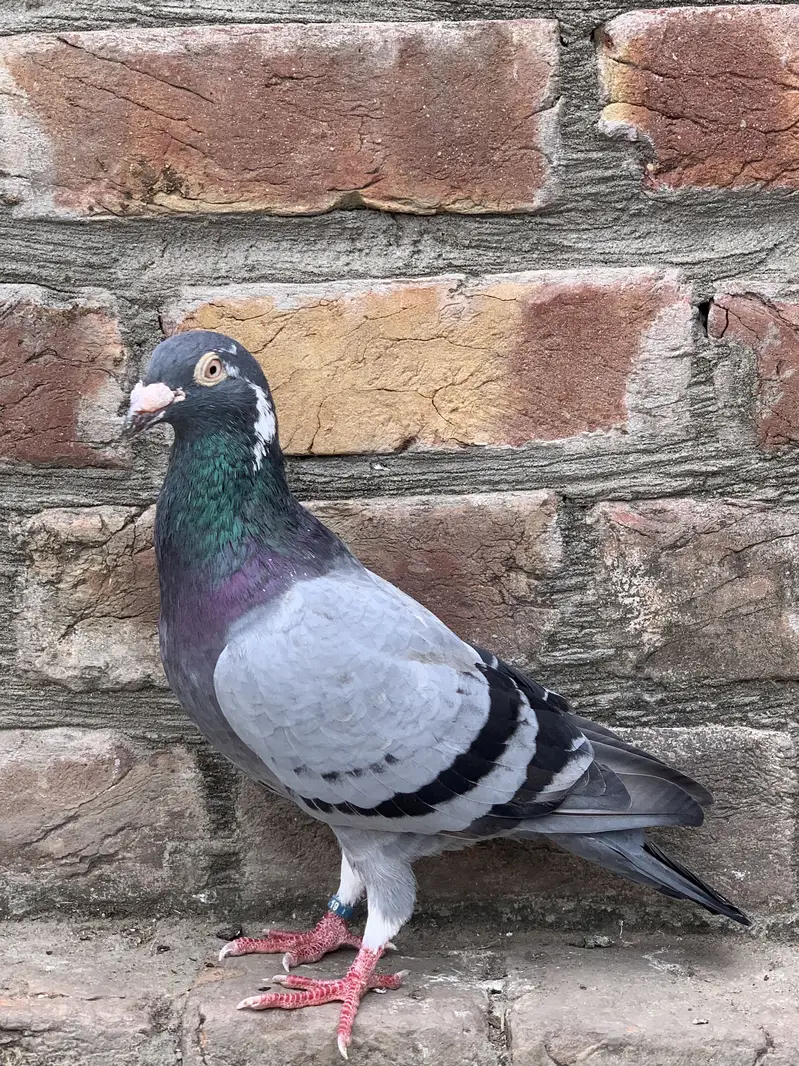 Pigeons — photo 2