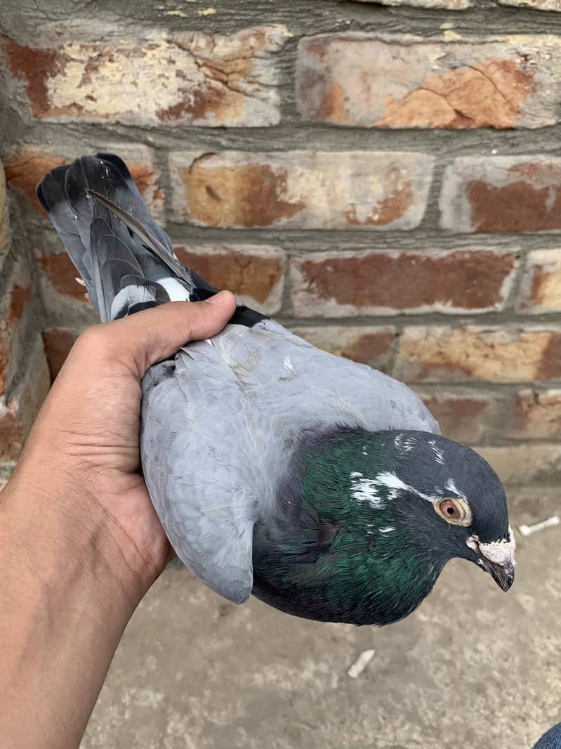 Pigeons 2