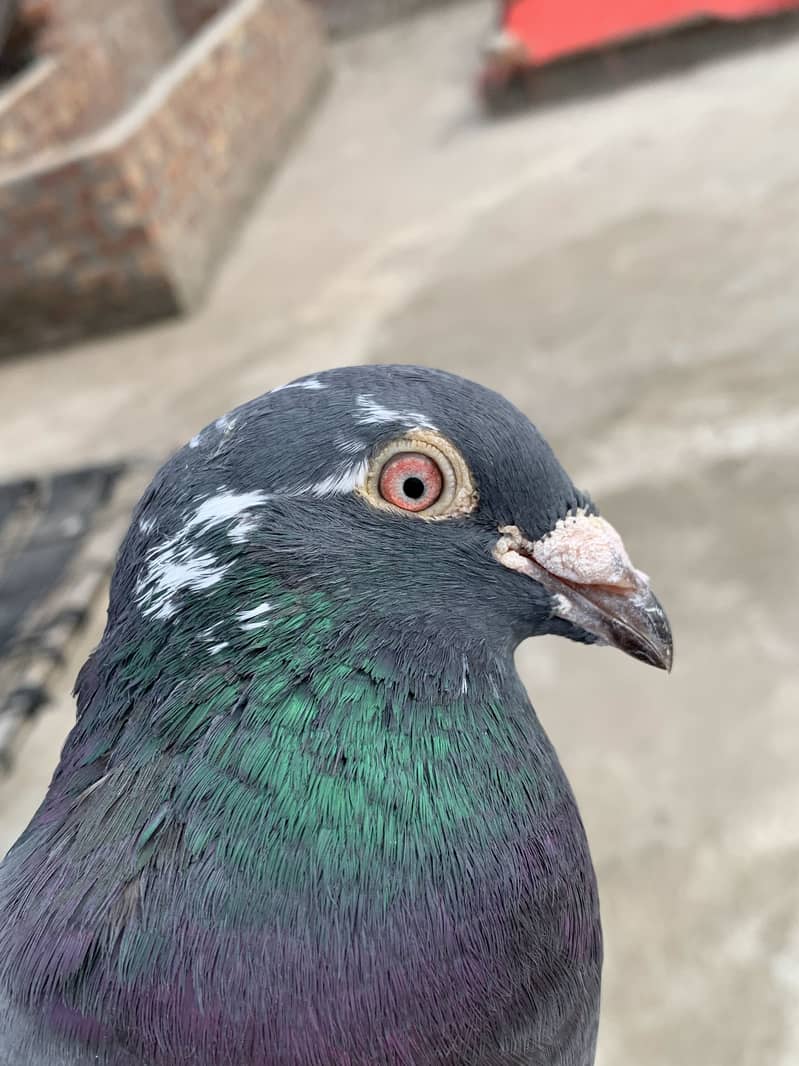 Pigeons 3
