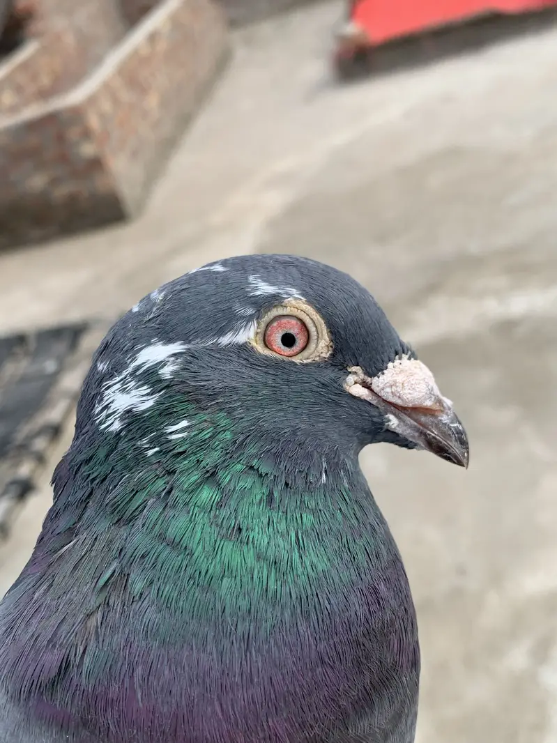 Pigeons — photo 4