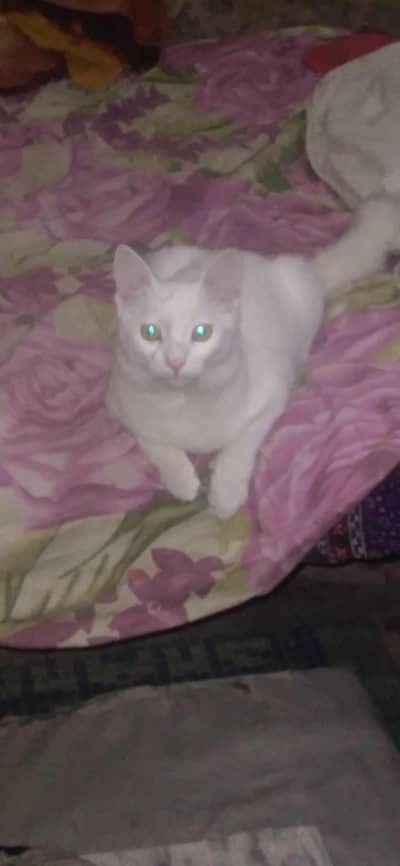 trained Persian cat for sale