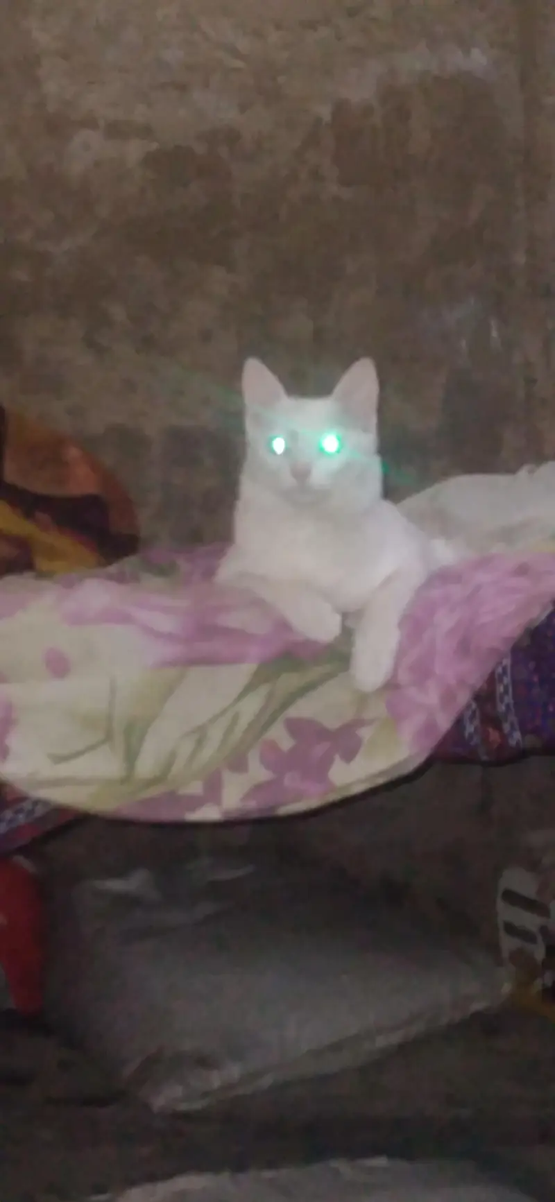 trained Persian cat for sale — photo 2