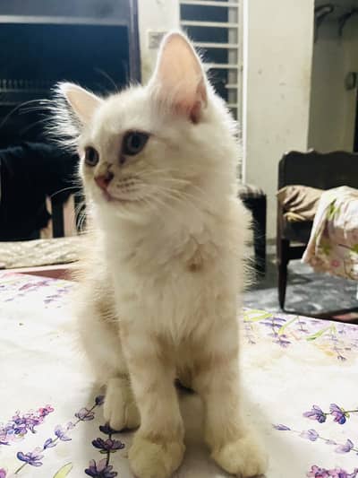 Triple coat persian kitten