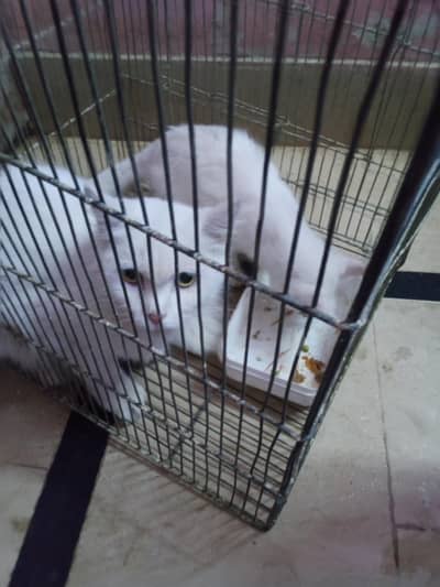 Selling female cat and kitten