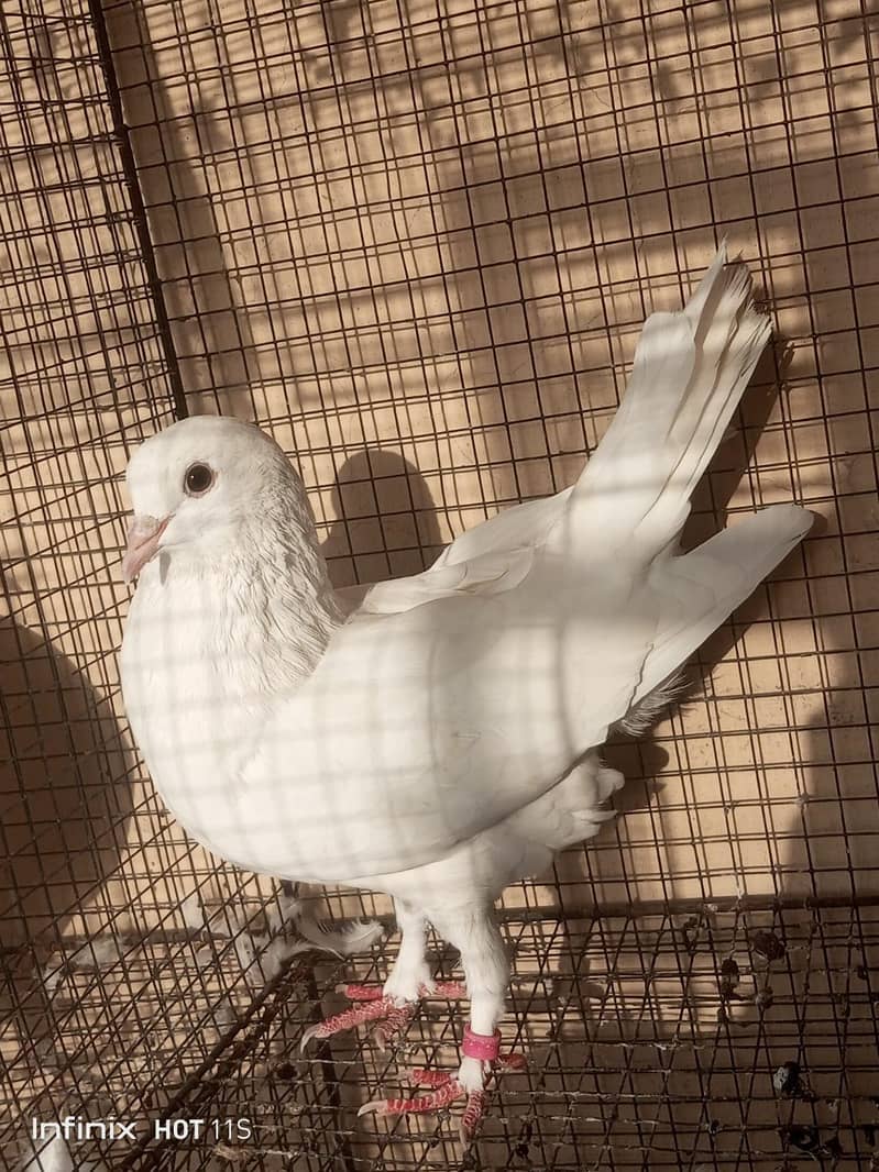 fantails white 1