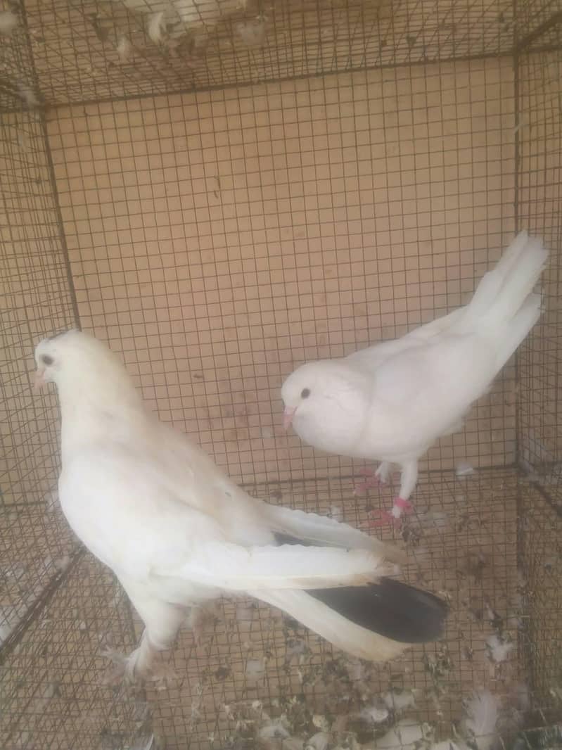 fantails white 2