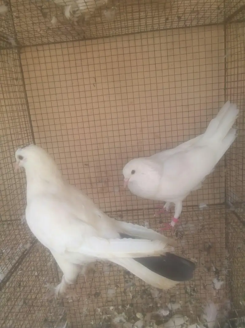 fantails white — photo 3