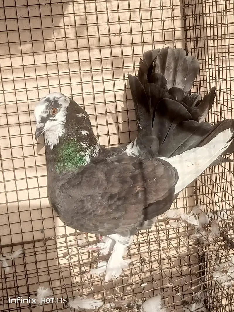 fantails white — photo 4