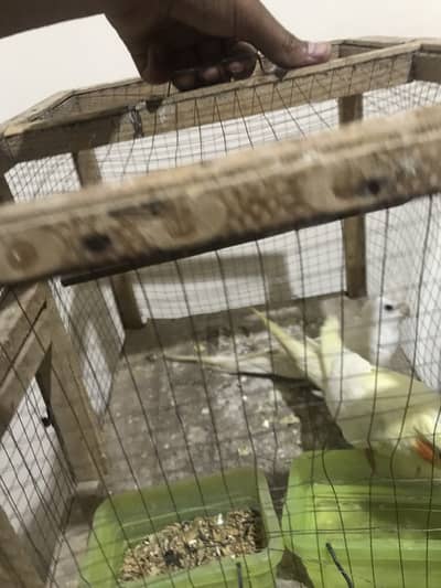 Parrots for sale 0/3/2/1/8/8/3/0/0/5/5