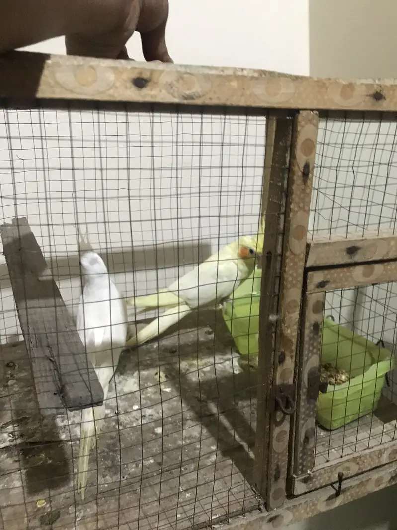 Parrots for sale 0/3/2/1/8/8/3/0/0/5/5 — photo 2