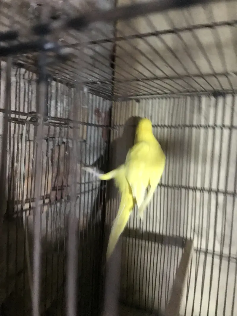 Parrots for sale 0/3/2/1/8/8/3/0/0/5/5 — photo 3
