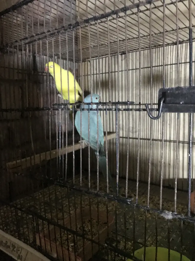 Parrots for sale 0/3/2/1/8/8/3/0/0/5/5 — photo 4