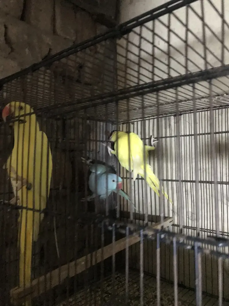 Parrots for sale 0/3/2/1/8/8/3/0/0/5/5 — photo 5