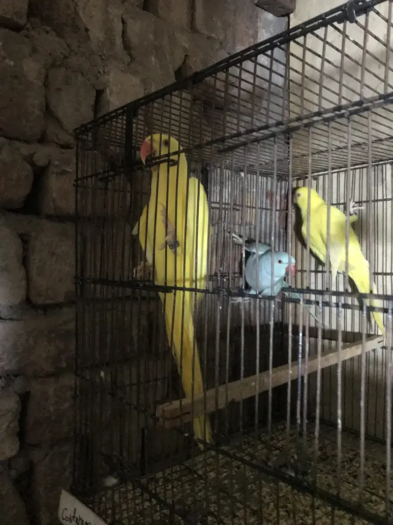 Parrots for sale 0/3/2/1/8/8/3/0/0/5/5 — photo 6