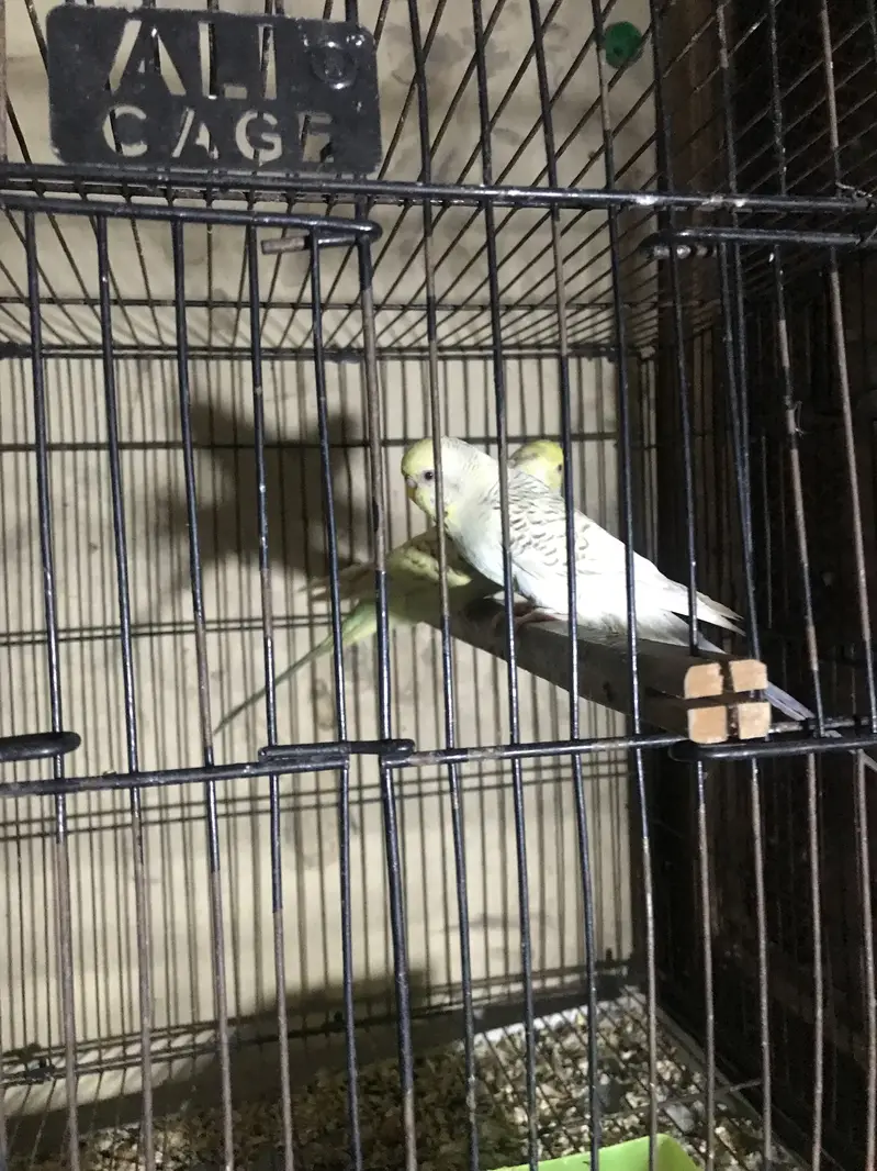 Parrots for sale 0/3/2/1/8/8/3/0/0/5/5 — photo 7