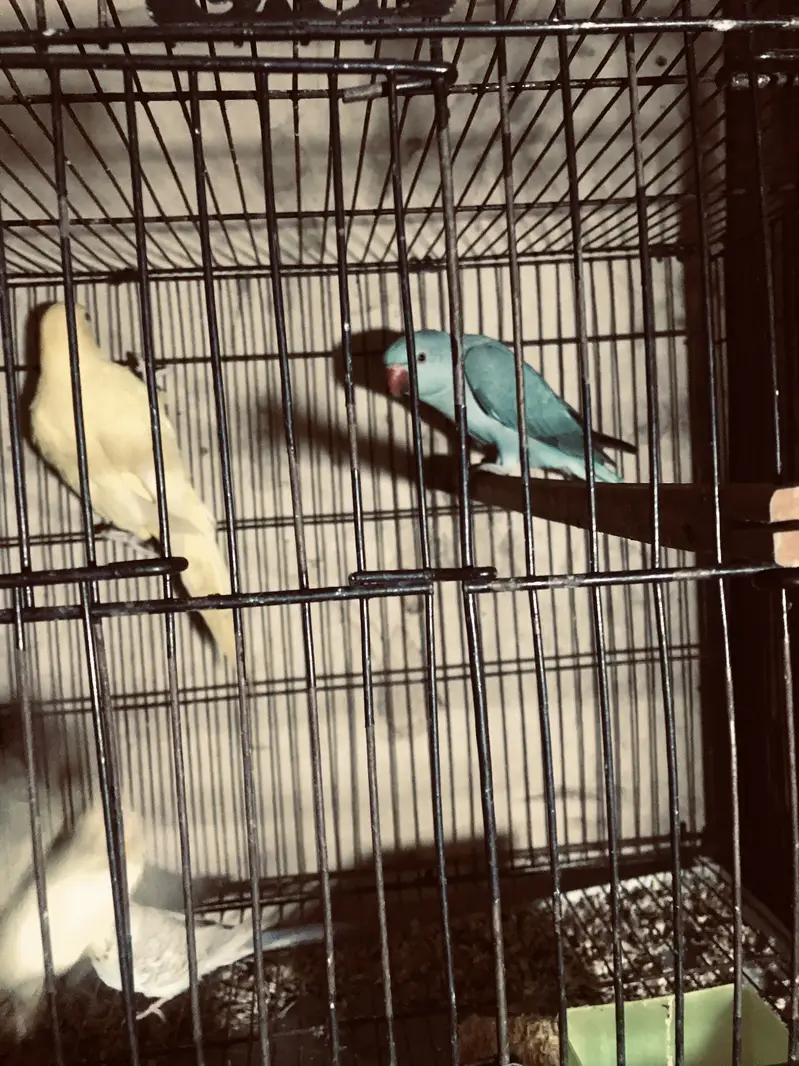Parrots for sale 0/3/2/1/8/8/3/0/0/5/5 — photo 8