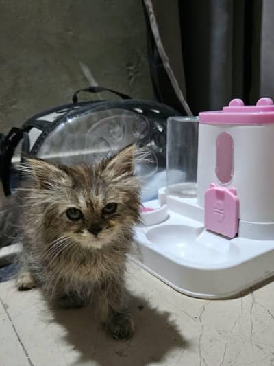 kitten