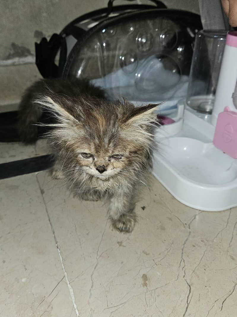 kitten 1