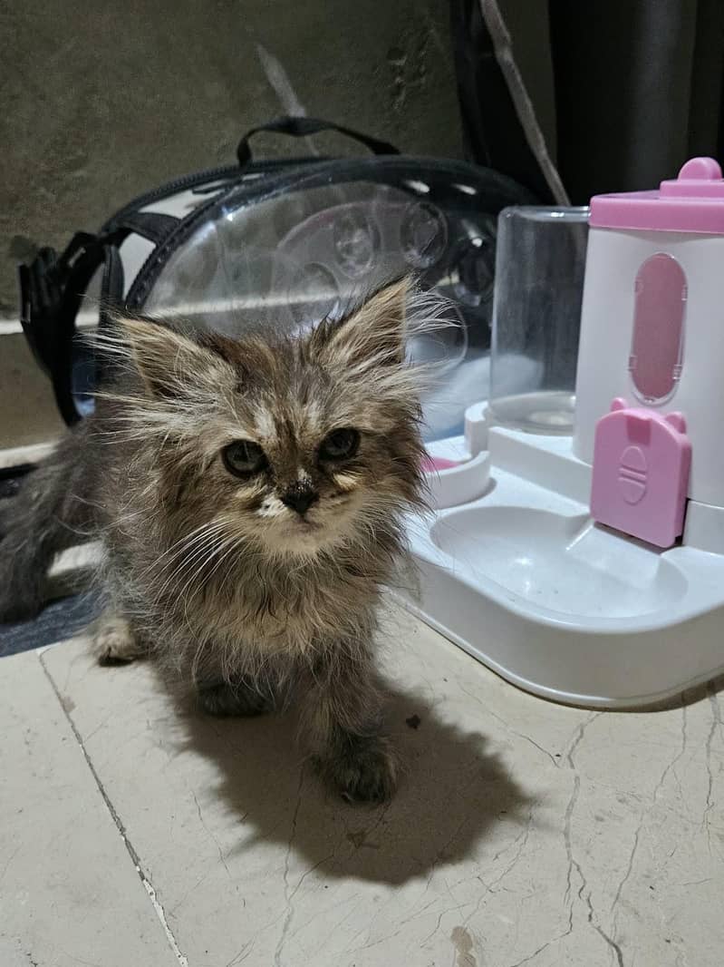 kitten 2