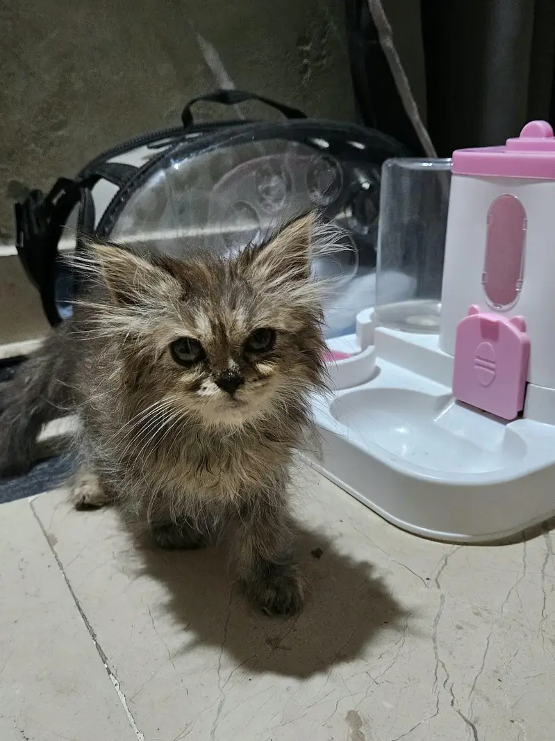 kitten — photo 3