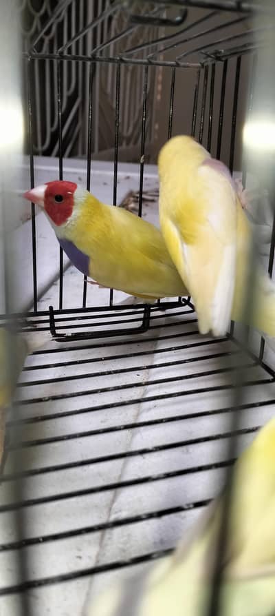 gouldian finch lutino