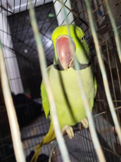 Raw parrot Ghar Ka ha