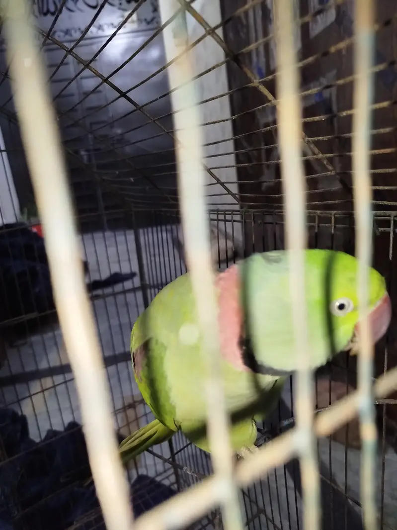 Raw parrot Ghar Ka ha — photo 2