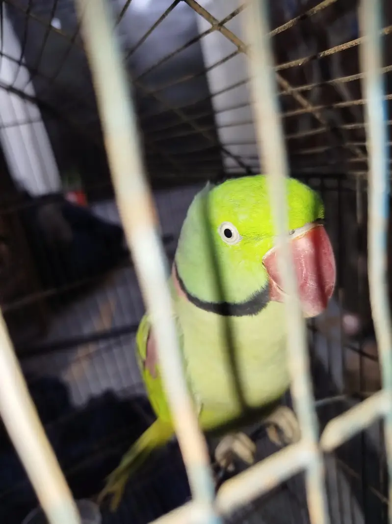 Raw parrot Ghar Ka ha — photo 3