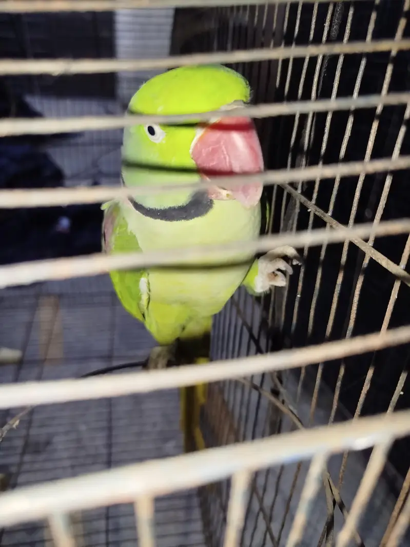 Raw parrot Ghar Ka ha — photo 4
