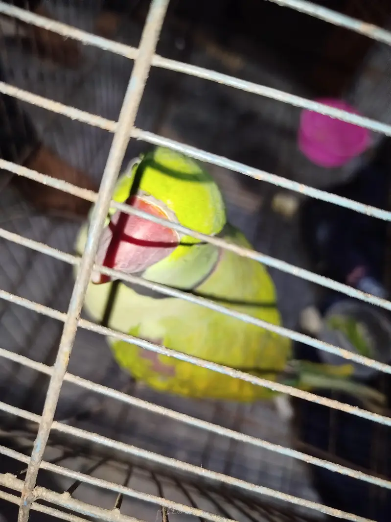 Raw parrot Ghar Ka ha — photo 5