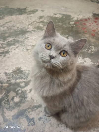 Persian cat for urgent sale