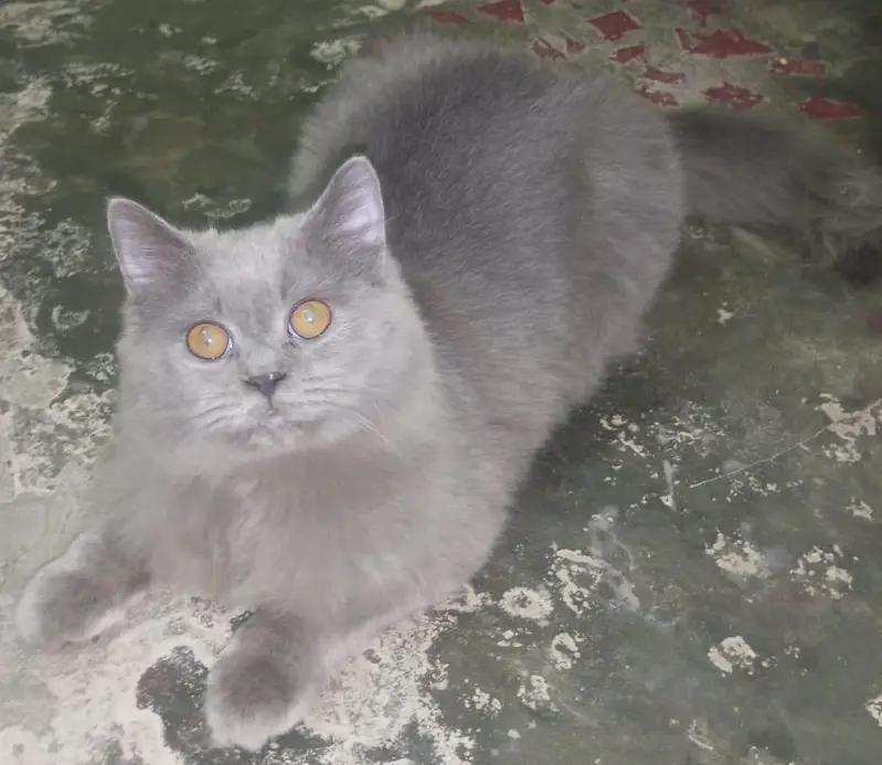 Persian cat for urgent sale — photo 2