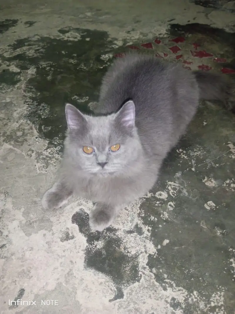 Persian cat for urgent sale — photo 3