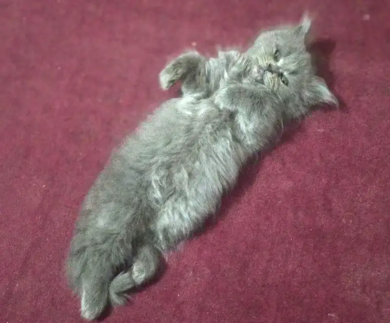Persian cat for urgent sale — photo 4