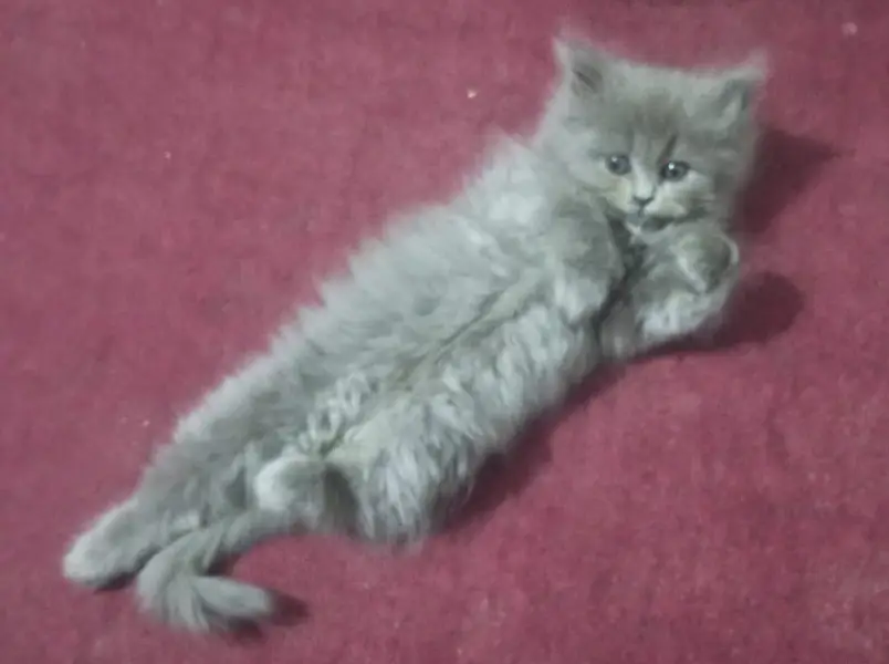 Persian cat for urgent sale — photo 5
