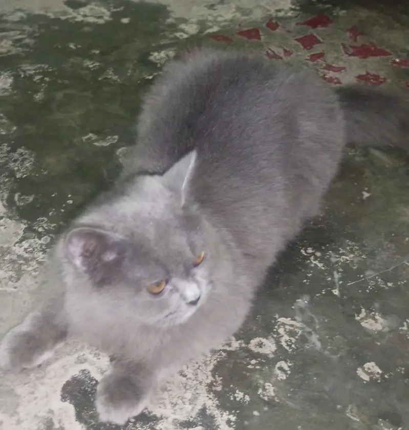 Persian cat for urgent sale — photo 6