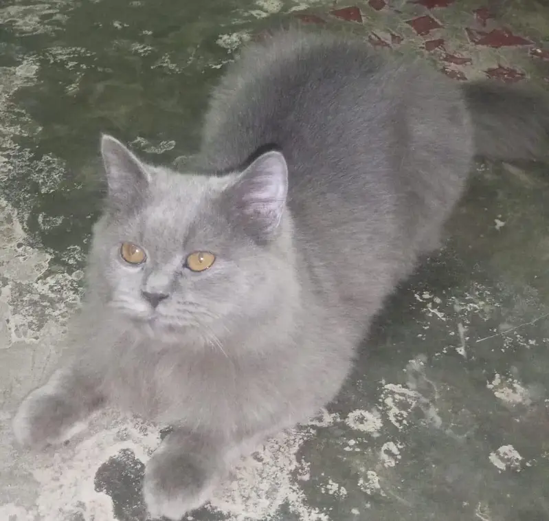 Persian cat for urgent sale — photo 7