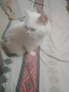 Male cat sell odd eye