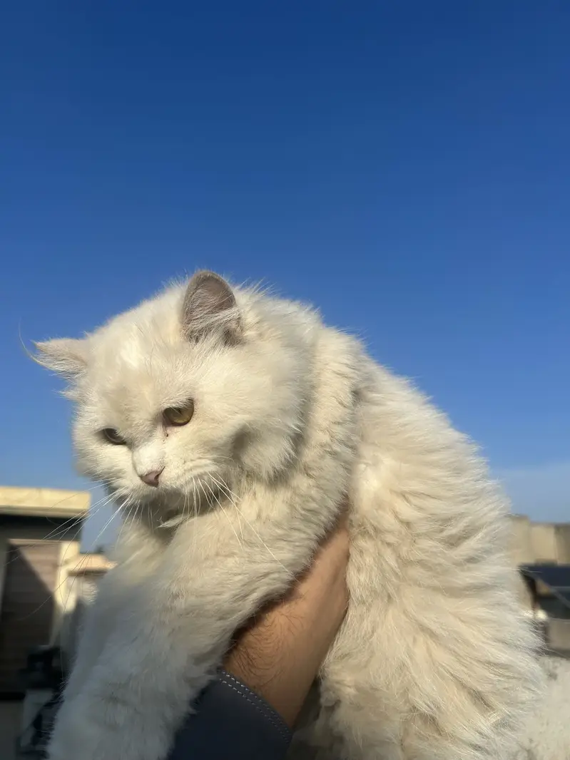 Persian Pair for Sale