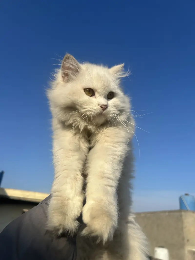 Persian Pair for Sale — photo 6