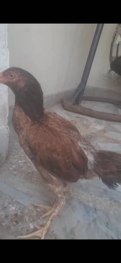 aseel murgi andon wali