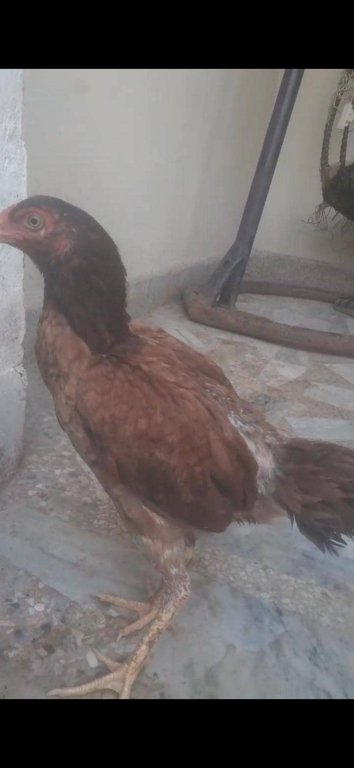 اولڈ ایئرپورٹ راولپنڈی 0